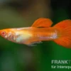 Guppy albino Koi, Poecilia reticulata, paarweise