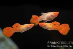 Guppy albino Koi, Poecilia reticulata, paarweise