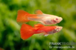 Guppy albino vollrot, Poecilia reticulata, paarweise
