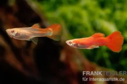 Guppy albino vollrot, Poecilia reticulata, paarweise