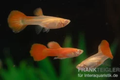 Guppy albino vollrot, Poecilia reticulata, paarweise