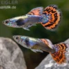 Guppy Big Ear Red Mosaic, Poecilia reticulata, paarweise
