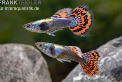 Guppy Big Ear Red Mosaic, Poecilia reticulata, paarweise