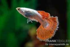 Guppy Big Ear Red Mosaic, Poecilia reticulata, paarweise
