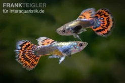 Guppy Big Ear Red Mosaic, Poecilia reticulata, paarweise