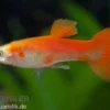 Guppy blond-rot, Poecilia reticulata, paarweise