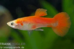 Guppy blond-rot, Poecilia reticulata, paarweise