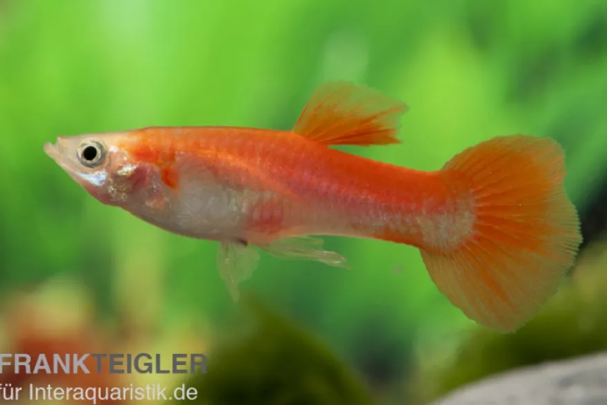 Guppy blond-rot, Poecilia reticulata, paarweise