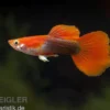 Guppy blond-rot Tuxedo, Poecilia reticulata, paarweise