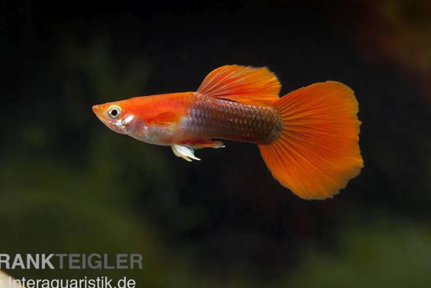Guppy blond-rot Tuxedo, Poecilia reticulata, paarweise