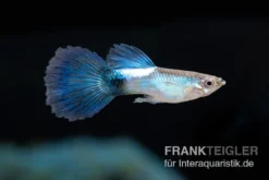 Guppy Blue Queen, Poecilia reticulata, paarweise