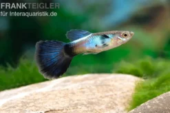 Guppy Blue Queen, Poecilia reticulata, paarweise
