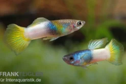 Guppy Bumble Bee, Poecilia reticulata, paarweise