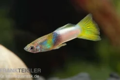 Guppy Bumble Bee, Poecilia reticulata, paarweise