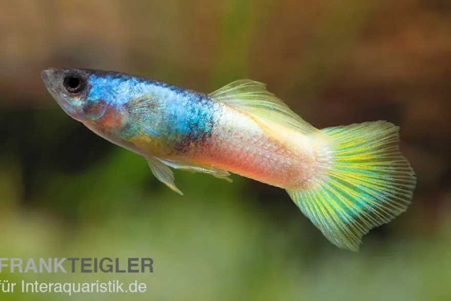 Guppy Bumble Bee, Poecilia reticulata, paarweise