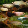 Guppy Bunter Zucht-Mix, Poecilia reticulata, 2M 5W