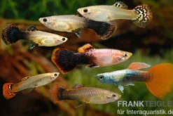 Guppy Bunter Zucht-Mix, Poecilia reticulata, 2M 5W