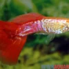 Guppy Cobra blond, Poecilia reticulata, paarweise