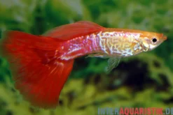 Guppy Cobra blond, Poecilia reticulata, paarweise