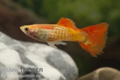 Guppy Cobra blond, Poecilia reticulata, paarweise