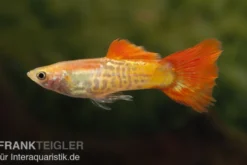 Guppy Cobra blond, Poecilia reticulata, paarweise
