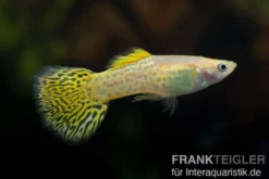 Guppy Cobra golden (gelb), Poecilia reticulata, paarweise