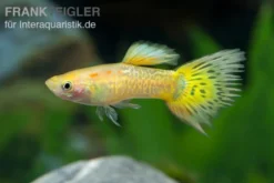Guppy Cobra golden (gelb), Poecilia reticulata, paarweise