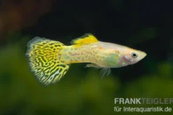 Guppy Cobra golden (gelb), Poecilia reticulata, paarweise