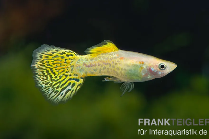 Guppy Cobra golden (gelb), Poecilia reticulata, paarweise