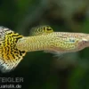 Guppy Cobra grün, Poecilia reticulata, paarweise