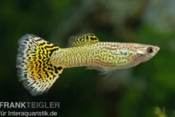 Guppy Cobra grün, Poecilia reticulata, paarweise