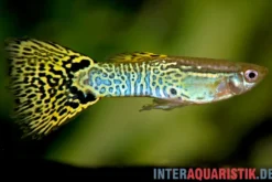 Guppy Cobra grün, Poecilia reticulata, paarweise