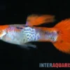Guppy Cobra Red Cap, Poecilia reticulata, paarweise