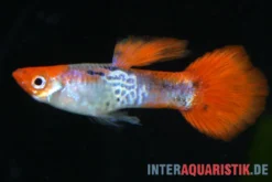 Guppy Cobra Red Cap, Poecilia reticulata, paarweise