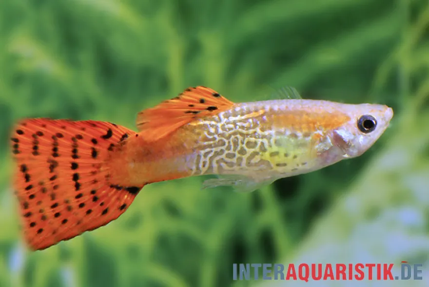 Guppy Cobra rot, Poecilia reticulata, paarweise