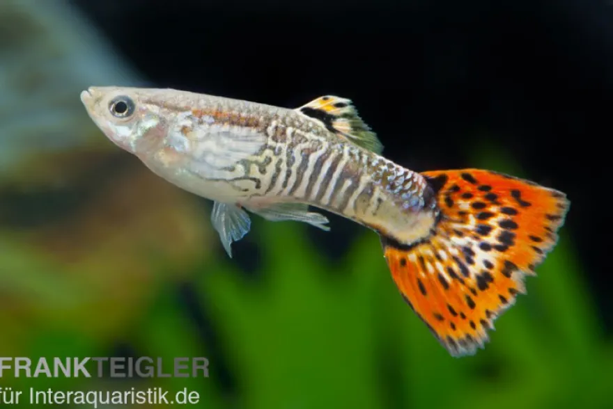 Guppy Cobra rot, Poecilia reticulata, paarweise