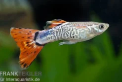 Guppy Cobra rot, Poecilia reticulata, paarweise