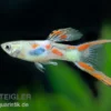 Guppy Doppelschwert, Poecilia reticulata "Gabelschwanz", paarweise
