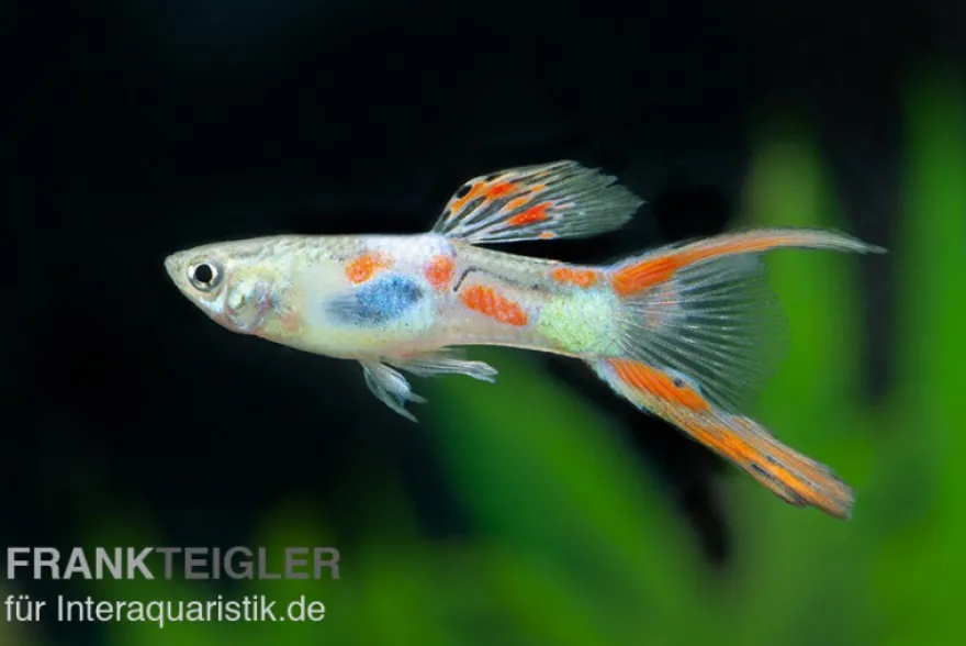 Guppy Doppelschwert, Poecilia reticulata "Gabelschwanz", paarweise
