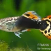 Guppy Dragon Head Tuxedo, Poecilia reticulata, paarweise