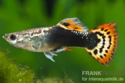 Guppy Dragon Head Tuxedo, Poecilia reticulata, paarweise