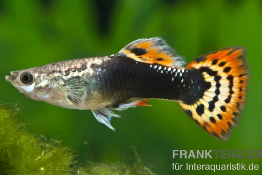 Guppy Dragon Head Tuxedo, Poecilia reticulata, paarweise