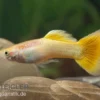 Guppy gelb, Poecilia reticulata, paarweise