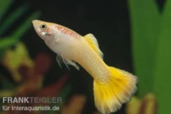 Guppy gelb, Poecilia reticulata, paarweise
