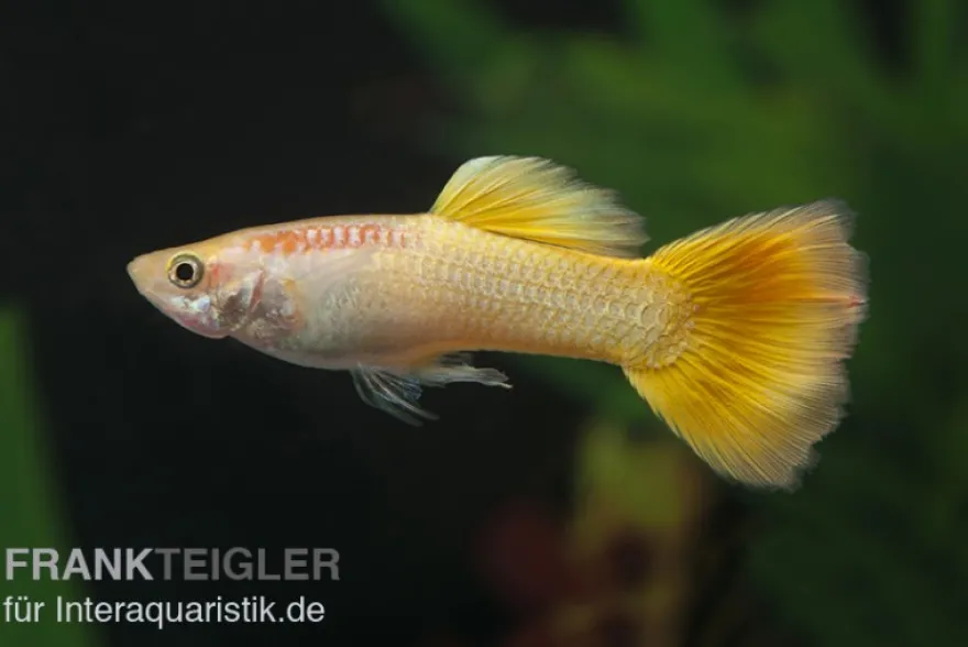 Guppy gelb, Poecilia reticulata, paarweise