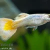 Guppy German white, Poecilia reticulata, paarweise