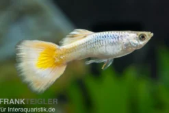 Guppy German white, Poecilia reticulata, paarweise