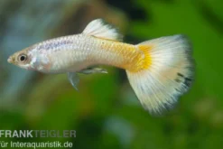 Guppy German white, Poecilia reticulata, paarweise