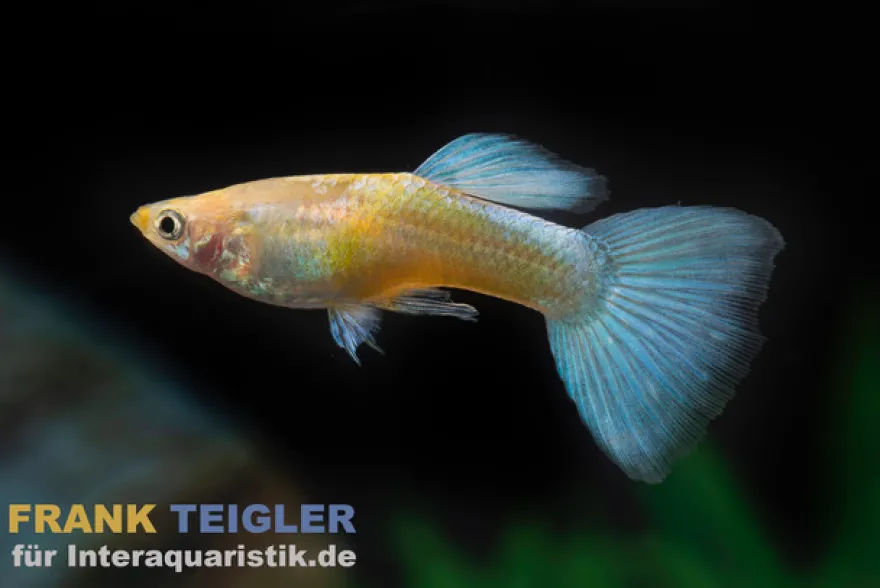 Guppy Golden Blue Neon, Poecilia reticulata (paarweise)