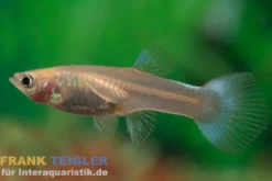 Guppy Golden Blue Neon, Poecilia reticulata (paarweise)